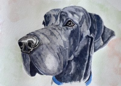 Great Dane watercolour pet portrait by Art by Kirsti