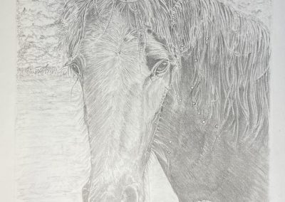 Horse in the rain pencil drawing pet portrait by Art by Kirsti