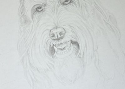 Pencil sketch pet portrait by Art by Kirsti