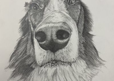Nosy dog pencil drawing pet portrait by Art by Kirsti