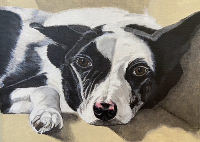 Black and white Collie acrylic painting pet portrait by Art by Kirsti