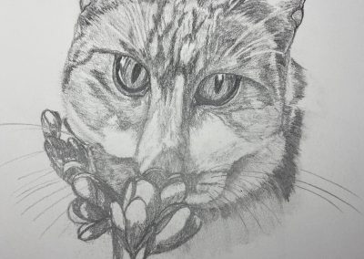 Cat sniffing flower pencil drawing by Art by Kirsti
