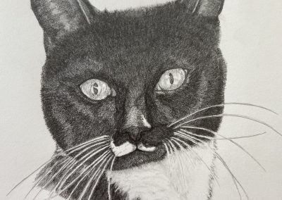 Black faced cat pencil drawing pet portrait by art by Kirsti