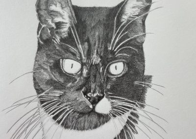 Black and white cat pencil drawing pet portrait by Art by Kirsti