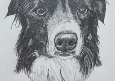 Black and white dog pencil drawing pet portrait by Art by Kirsti