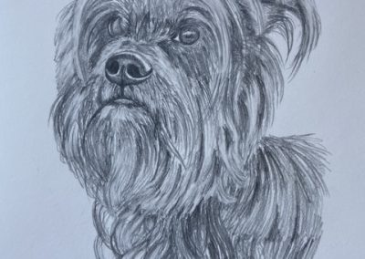 Pet portrait pencil drawing by Art by Kirsti