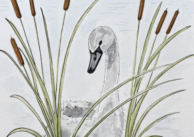 Calvin the swan in bullrushes watercolour and pen book illustration, Willow Tree Lake written by Rose English Illustrated by Art by Kirsti Kirsti Vass
