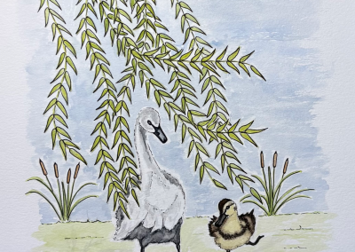 Calvin the Swan and Bartholomew Drake watercolour and pen book illustration, Willow Tree Lake written by Rose English Illustrated by Art by Kirsti Kirsti Vass