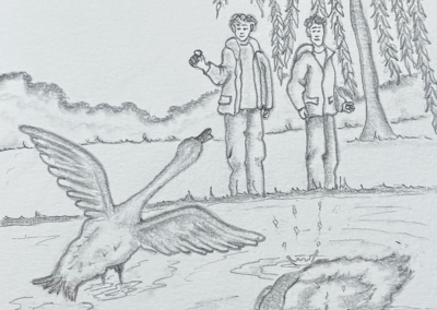 Calvin the swan defending his sister from boys throwing stones pencil drawing book illustration, Willow Tree Lake written by Rose English Illustrated by Art by Kirsti Kirsti Vass