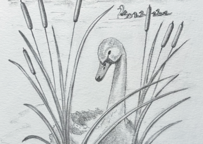 Calvin the swan in bullrushes pencil drawing book illustration, Willow Tree Lake written by Rose English Illustrated by Art by Kirsti Kirsti Vass